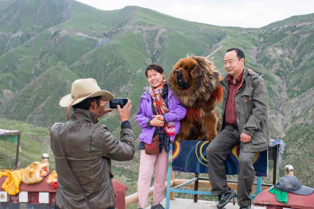 Mastín tibetano