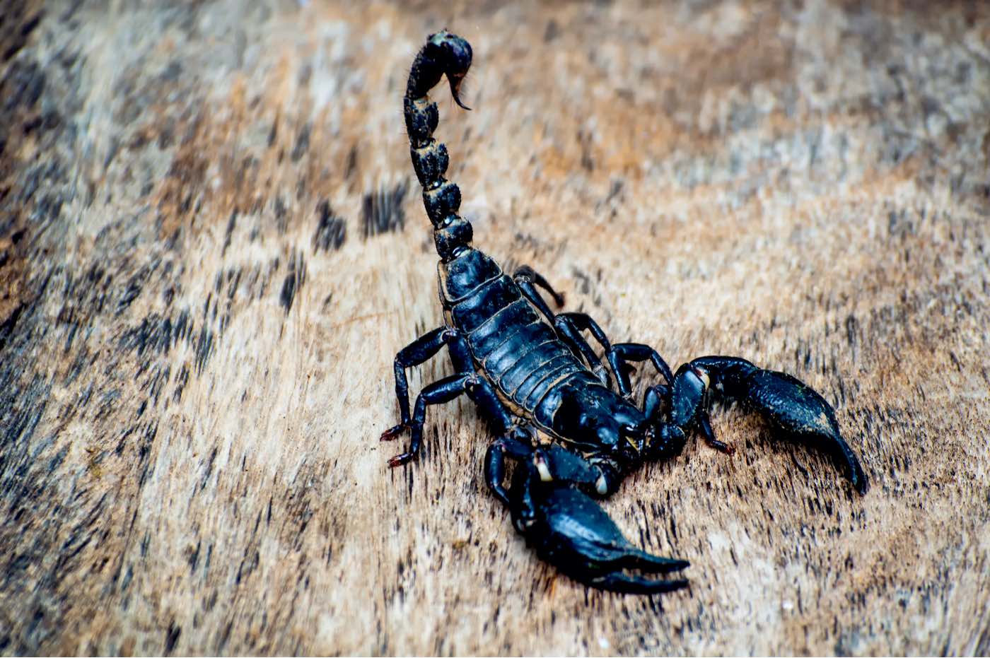¿Sabías que el veneno de escorpión es el líquido más caro del mundo?