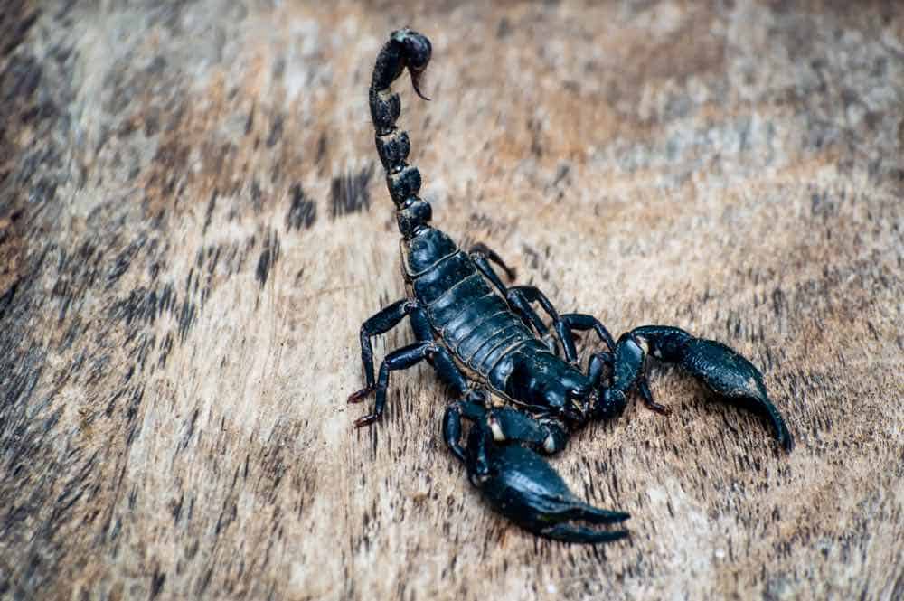 ¿Sabías que el veneno de escorpión es el líquido más caro del mundo" – Con un precio de $39 millones por galón 