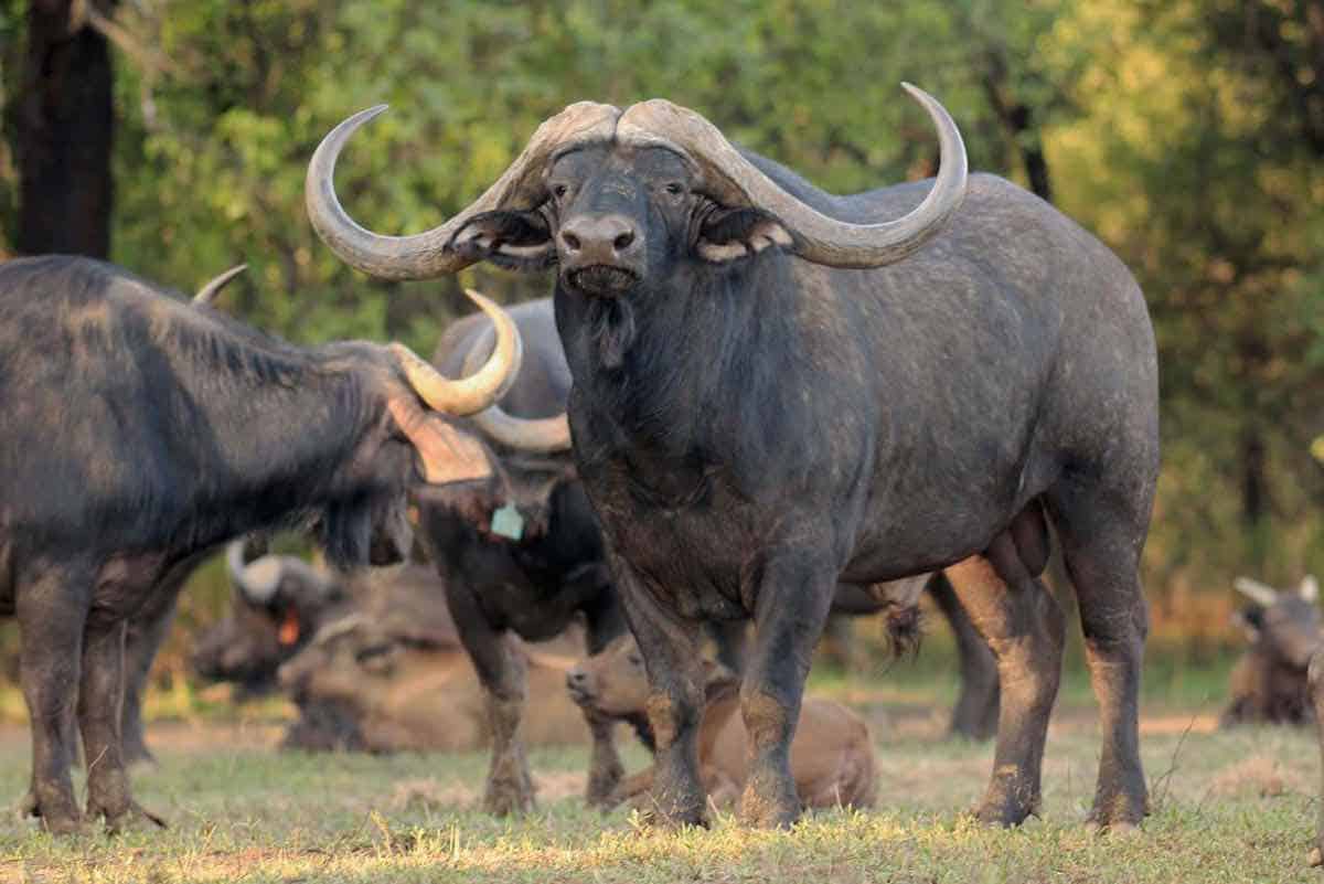 Conozca a "Horizon", el búfalo más caro del mundo con el asombroso precio de $11,1 millones