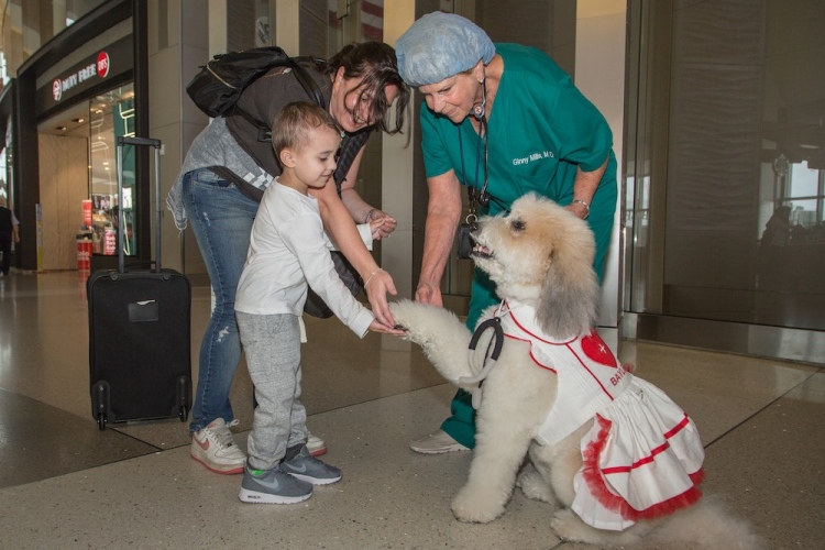 Un programa antiestrés con cachorros está disponible en el aeropuerto de Los Ángeles