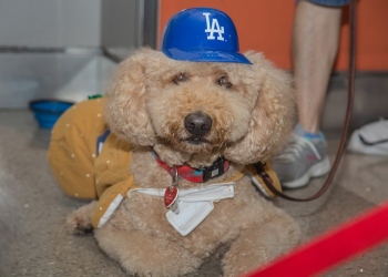 Un programa antiestrés con cachorros está disponible en el aeropuerto internacional de Los Ángeles (LAX)