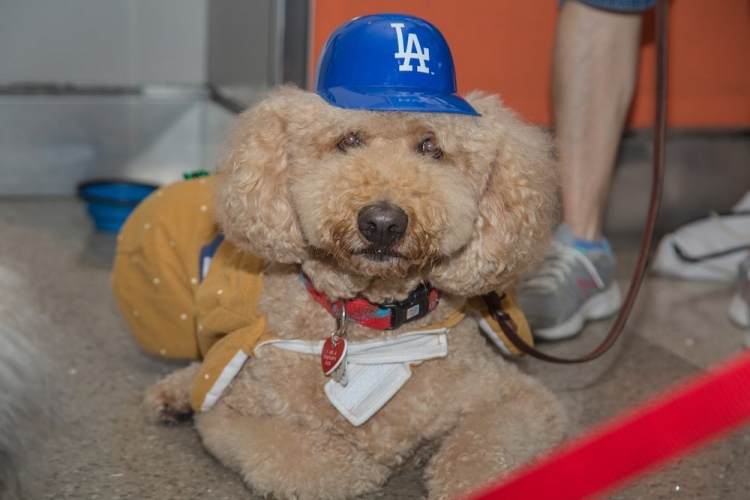 Un programa antiestrés con cachorros está disponible en el aeropuerto internacional de Los Ángeles (LAX)