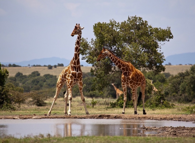 Por qué viajar a Kenia: 7 razones por las que todos quieren viajar a este hermoso país de África Oriental.