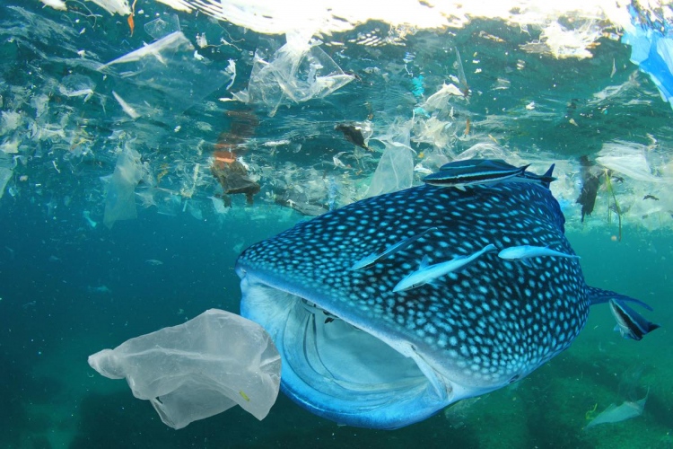 Contaminación plástica del océano