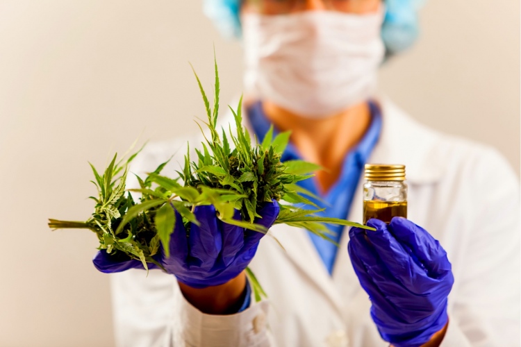 Médico ofrecer al paciente marihuana medicinal y aceite de cannabis.