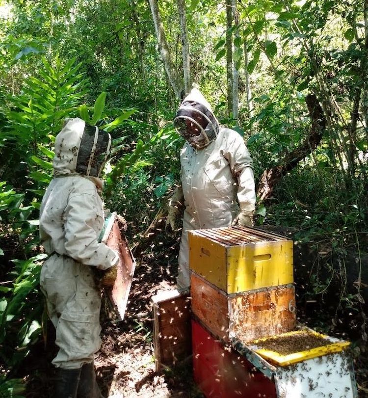 Aristeo Bee Venom desarrolla productos a partir del veneno de las abejas