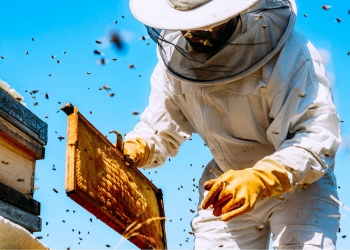 Apicultor trabaja recolectando miel