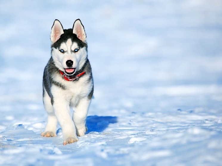 Husky Siberiano: Las razas de perro más buscadas por los mexicanos en 2020