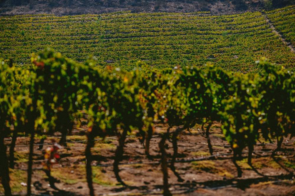 Este sitio marca un hito en lo que sería la elaboración de vinos chilenos.