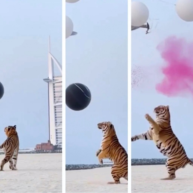 En su fiesta de revelación de género, pareja millonaria de Dubái utilizó un tigre para reventar los globos