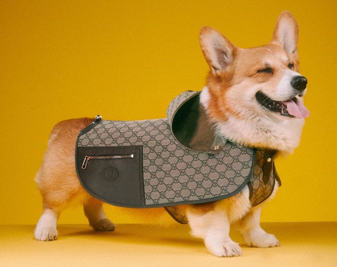 Trata a tu mascota como si fuera de la realeza con la nueva Gucci Pet Collection