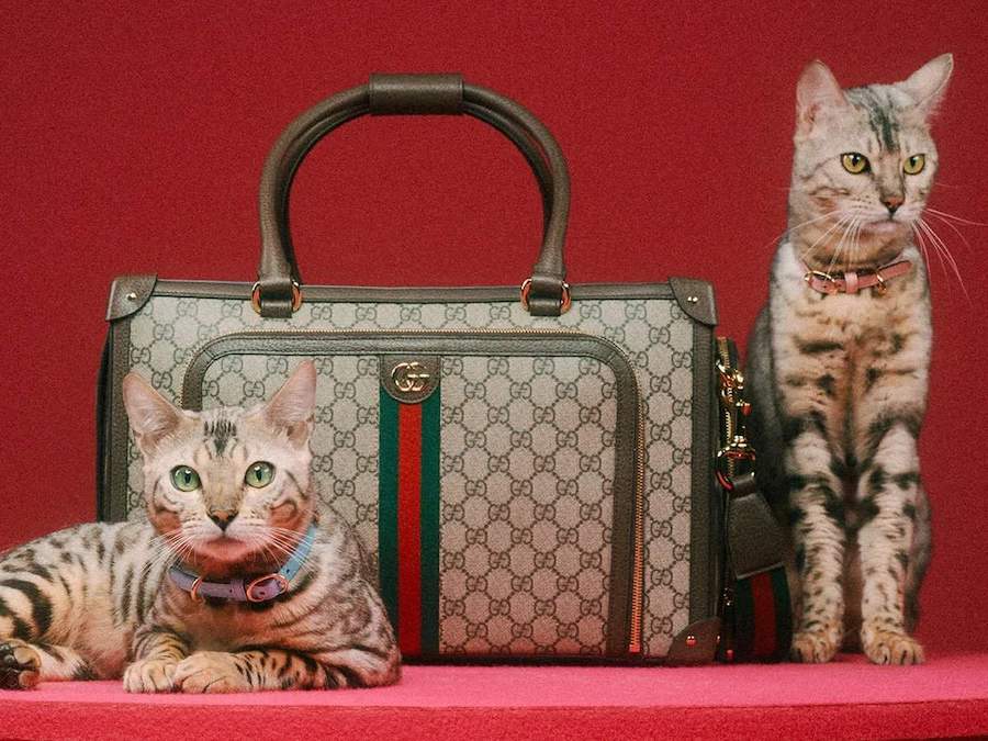 Trata a tu mascota como si fuera de la realeza con la nueva Gucci Pet Collection