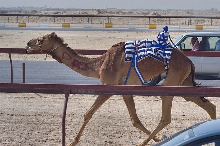 Carreras de camellos con jinetes robóticos.